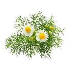 Chamomile Essential Oil 10ml– Soft, honeyed, and gently calming—a whisper of tranquility.