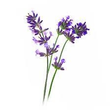 Lavender Essential Oil 10ml– Classic, herbaceous, and soothing—timeless relaxation in every drop.