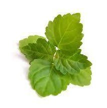 Patchouli Essential Oil 10ml– Earthy, rich, and deeply grounding—warmth wrapped in nature’s embrace.