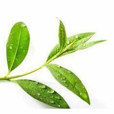 Petitgrain Essential Oil 10ml– Fresh, floral, and woody—a crisp citrus leaf breeze with a green edge.