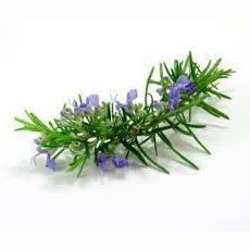 Rosemary Essential Oil 10ml – Piney, herbaceous, and fresh—a mind-clearing Mediterranean breeze.