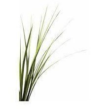 Vetivert Essential Oil 10ml – Smoky, deep, and earthy—like damp roots after a summer storm.