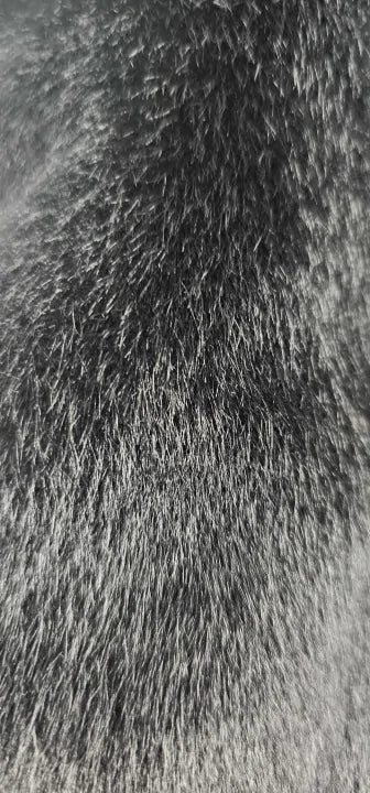 Hobbs London - Black Robin Faux Fur Coat - Black Size: Xl