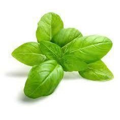 Basil Essential Oil 10ml– Green, crisp, and peppery—a burst of garden-fresh clarity.