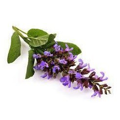 Clary sage Essential Oil 10ml– Earthy, musky, and herbal—a deep breath of serenity.