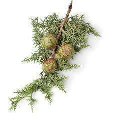 Cypress Essential Oil 10ml– Fresh, green, and coniferous—like standing beneath towering trees.