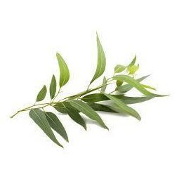 Eucalyptus Essential Oil 10ml– Sharp, camphorous, and cooling—pure breath-opening freshness.
