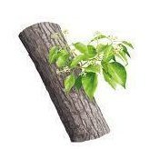 Howood Essential Oil 10ml– Gentle, floral-woodsy, and slightly sweet—a delicate, meditative aroma.