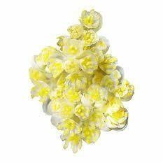 May Chang Essential Oil 10ml– Lemony-fresh, uplifting, and slightly spicy—a bright citrus awakening.