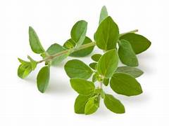 Oregano Essential Oil 10ml– Sharp, herbaceous, and intensely aromatic—bold and cleansing.