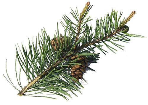 Pine Essential Oil 10ml– Sharp, fresh, and resinous—the unmistakable scent of evergreen vitality.