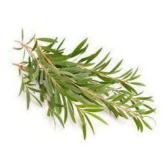 Tea tree Essential Oil 10mlCrisp, medicinal, and green—a clean, clarifying herbal essence.